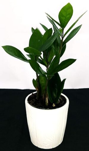 POWERS TO FLOWERS - ZAMIOCULCAS XS IN VASO CERAMICA BIANCO CILINDRICO, pianta vera