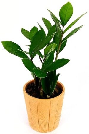 POWERS TO FLOWERS - ZAMIOCULCAS XS IN VASO CERAMICA COCCIO NATURALE, pianta vera