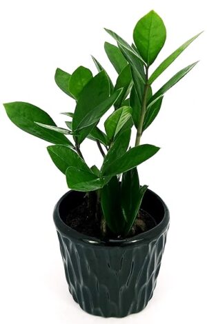 POWERS TO FLOWERS - ZAMIOCULCAS XS IN VASO CERAMICA NERO CON SPATOLATURA IN RILIEVO, pianta vera