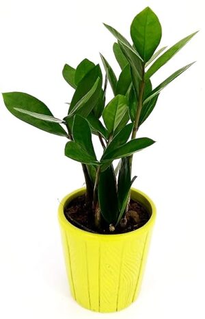 POWERS TO FLOWERS - ZAMIOCULCAS XS IN VASO CERAMICA VERDE, pianta vera