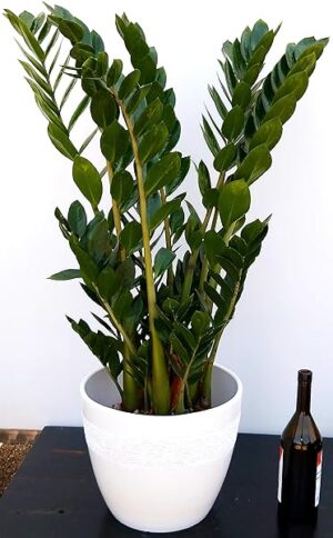 POWERS TO FLOWERS - ZAMIOCULCAS XXL IN VASO CERAMICA BIANCO RIGATO, Vaso 22 altezza 110cm, pianta vera