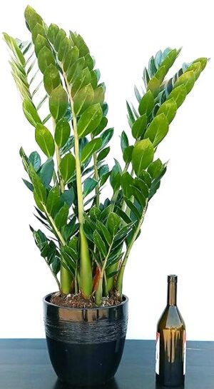 POWERS TO FLOWERS - ZAMIOCULCAS XXL IN VASO CERAMICA NERO RIGATO, Vaso 22 altezza 110cm, pianta vera
