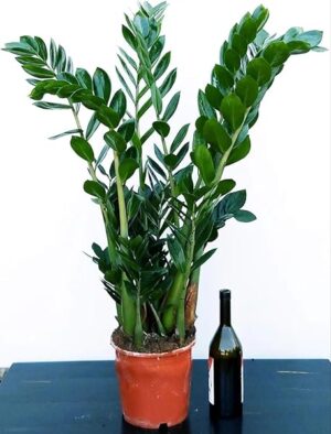 POWERS TO FLOWERS - ZAMIOCULCAS XXL, Vaso 21cm altezza 110cm, Pianta vera