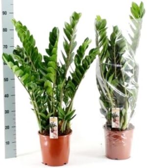 POWERS TO FLOWERS - ZAMIOCULCAS XXL, Vaso 21cm altezza 90cm, 2 PIANTE, Pianta vera