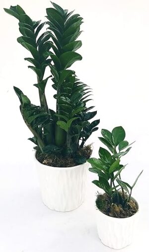 POWERS TO FLOWERS - ZAMIOCULCAS ZENZY DOUBLE IN VASO CERAMICA BIANCO, 2 PIANTE, piante vere