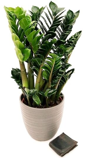 POWERS TO FLOWERS - ZAMIOCULCAS ZENZY XXL, IN VASO CERAMICA ANTRACITE A RIGHE, VASO 22 ALTEZZA 80CM, pianta vera