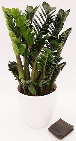 POWERS TO FLOWERS - ZAMIOCULCAS ZENZY XXL, IN VASO CERAMICA BIANCO A RIGHE, VASO 22 ALTEZZA 80CM, pianta vera