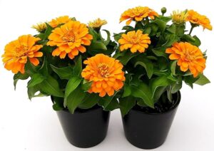 POWERS TO FLOWERS - ZINNIA ARANCIONE, 2 PIANTE VASO 13CM, pianta vera
