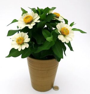POWERS TO FLOWERS - ZINNIA BIANCA ,IN VASO CERAMICA ORO, pianta vera