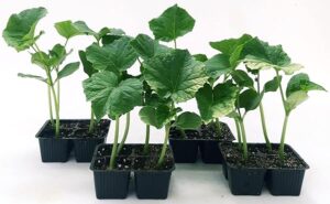 POWERS TO FLOWERS - ZUCCHINO VERDE SCURO, 16 PIANTE BIO, Piante vere