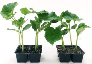 POWERS TO FLOWERS - ZUCCHINO VERDE SCURO, 8 PIANTE BIO, Piante vere