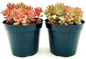 SEDUM RUBROTINCTUM ROSEA ROWLEYANUS, VASO 12CM DIAMETRO, 2 PIANTE, pianta vera