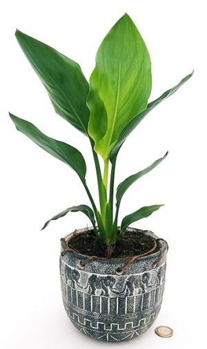 STRELITZIA NICOLAI, UCCELLO DEL PARADISO, IN VASO CERAMICA AFRICA, VASO 13CM DIAMETRO, piante vere