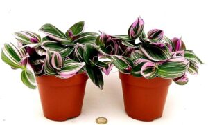 TRADESCANTIA NANOUK VASO 12CM, 2 PIANTE, piante vere